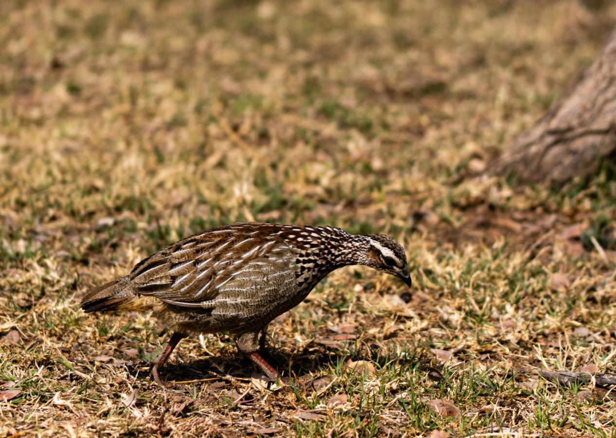 Tshikwalo Game Lodge Klipdrift Zewnętrze zdjęcie